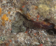 Octopus hawaiiensis