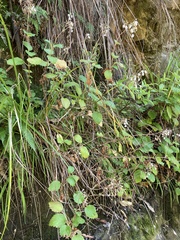Jovellana sinclairii