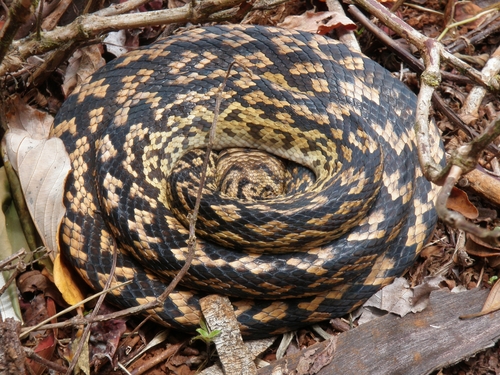 Australian Scrub Python sighting