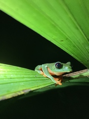 Agalychnis moreletii