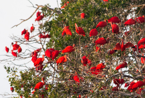 Scarlet Ibis, photo 10 of 10