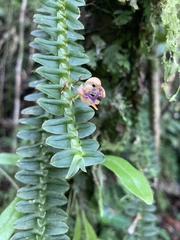 Dichaea muricatoides