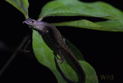 Saproscincus spectabilis