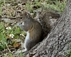 Sciurus carolinensis