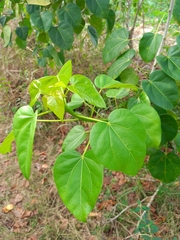 Jatropha gaumeri