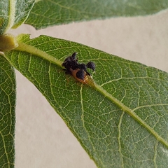 Cyphonia clavigera