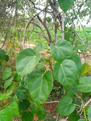 Jatropha gaumeri