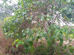Jatropha gaumeri