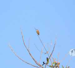 Calothorax