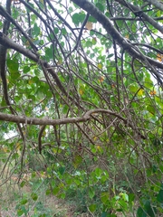 Jatropha gaumeri