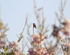 Calothorax