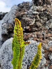 Polypodium pellucidum vulcanicum