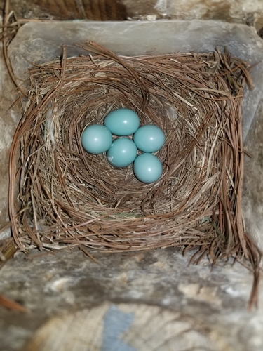 Eastern Bluebird photographed in Virginia