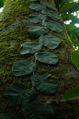 Monstera tuberculata