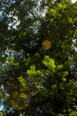 Podocarpus oleifolius