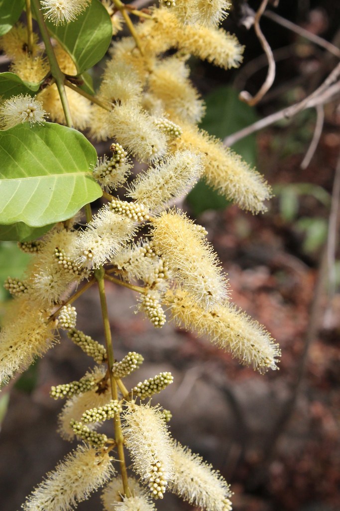 Combretum laxum (Combretum laxum)