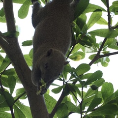 Callosciurus caniceps