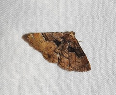 Aporoctena