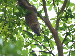 Callosciurus caniceps