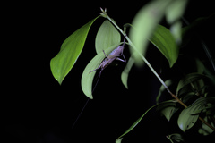 Larifugagraecia spuria