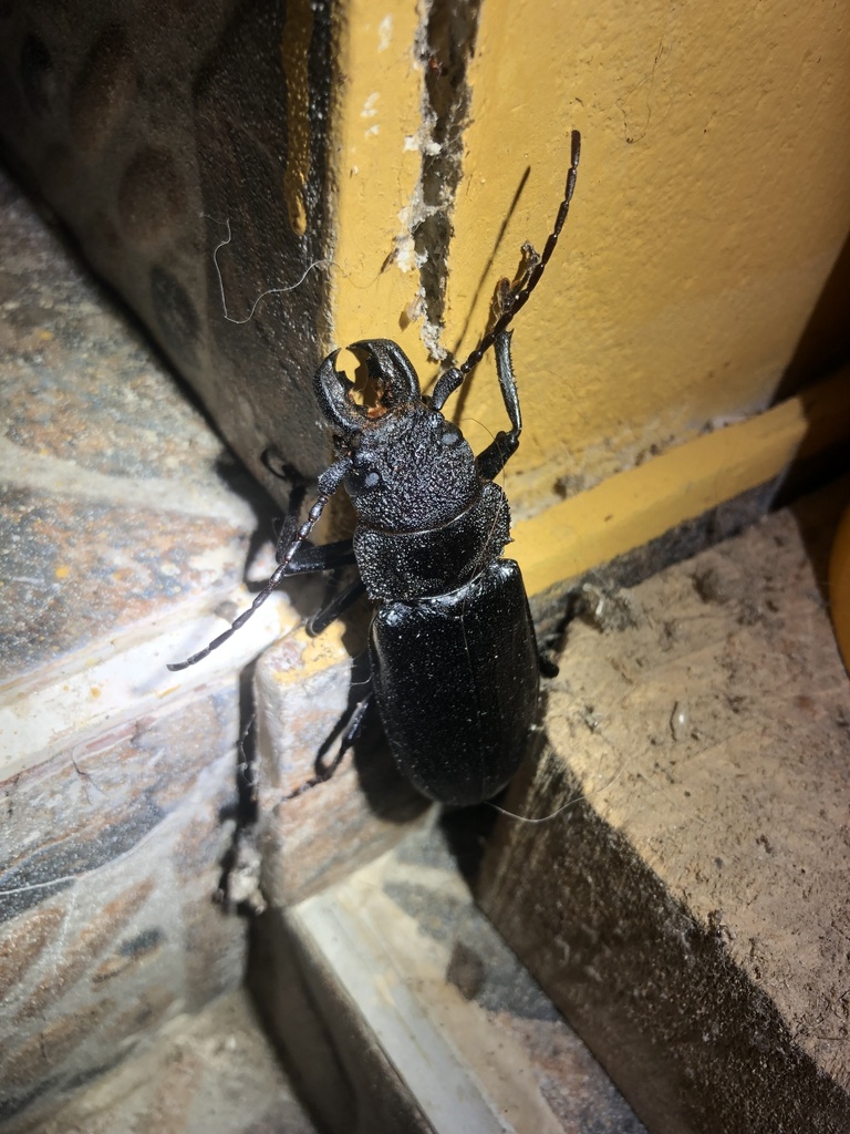 Physopleurus rugosus