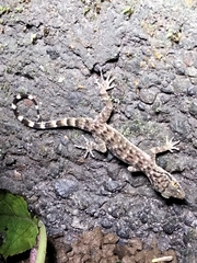Cyrtodactylus jatnai