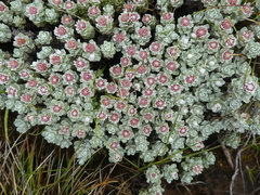 Ewartia nubigena