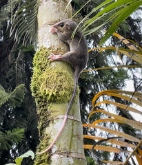 Marmosa alstoni