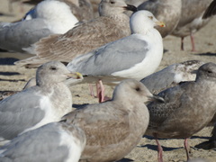 Larus argentatus smithsonianus