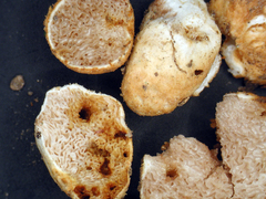 Descomyces albellus