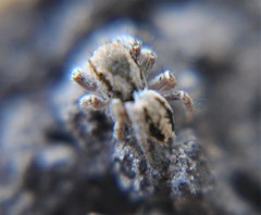 Habronattus coecatus