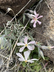 Phlox stansburyi