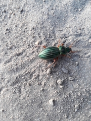 Carabus auratus