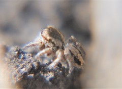 Habronattus coecatus