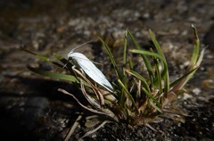 Nymphostola galactina