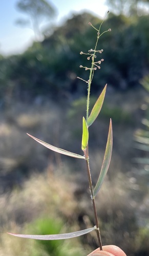 Dichanthelium leucothrix image