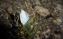 Nymphostola galactina
