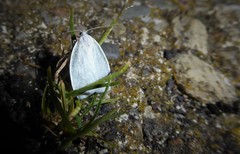 Nymphostola galactina