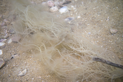 Cladosiphon vermicularis