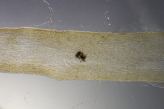 Cladosiphon vermicularis