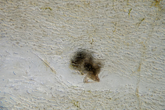 Cladosiphon vermicularis