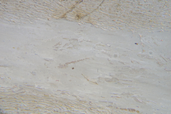 Cladosiphon vermicularis