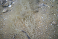 Cladosiphon vermicularis