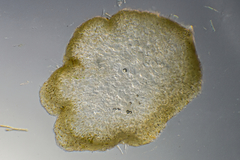 Cladosiphon vermicularis