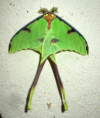 Argema mimosae
