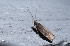 Phaeosaces apocrypta