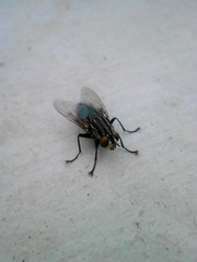 Sarconesia chlorogaster