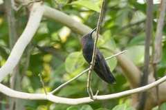 Anthracothorax mango