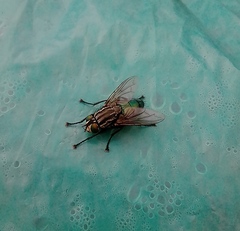 Sarconesia chlorogaster