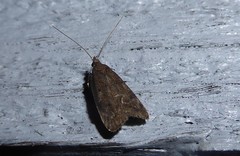 Phaeosaces apocrypta
